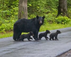 mamma bear and cubs in Cades Cove TN